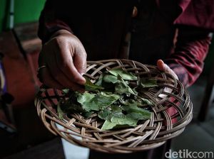 Manfaat Daun Jambu Air yang Jarang Diketahui