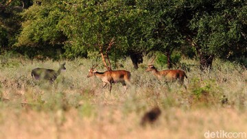 Hari Hewan Sedunia, Yuk Mengenal Fauna Khas Jatim