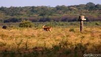 Bukan di Afrika, Ini Sabana di Taman Nasional Baluran