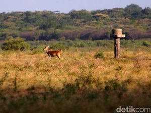 Bukan di Afrika, Ini Sabana di Taman Nasional Baluran