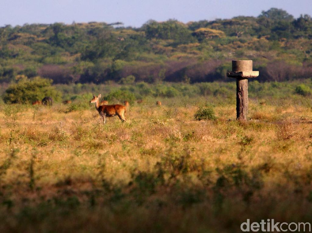 Bukan di Afrika, Ini Sabana di Taman Nasional Baluran Bukan di Afrika, Ini Sabana di Taman Nasional Baluran