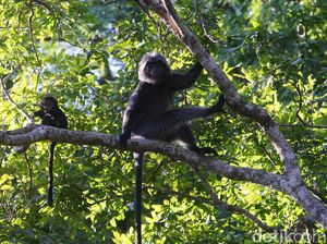 Mengenal Satwa Penghuni Taman Nasional Baluran