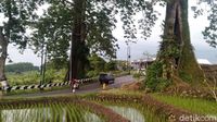 Ini Dia Randu Raksasa yang Apit Jalan di Pemalang