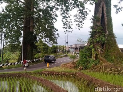 Ini Dia Randu Raksasa yang Apit Jalan di Pemalang