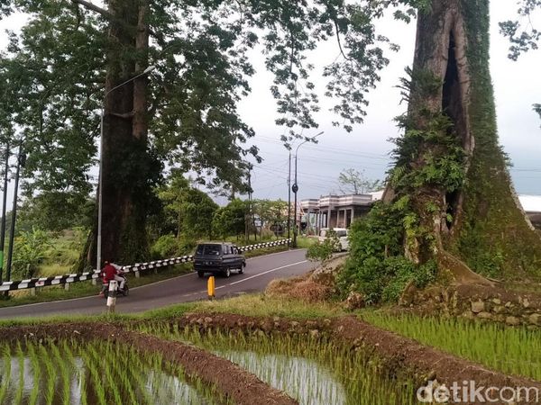 Ini Dia Randu Raksasa yang Apit Jalan di Pemalang