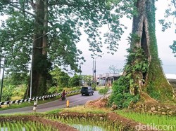 Cerita di Balik Sepasang Pohon Randu Raksasa di Pemalang