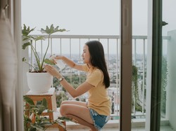 4 Cara Merawat Tanaman Hias Indoor: Ketahui Waktu Menyiram Hingga Pupuknya