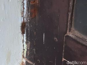 Teror Ulat Bulu Serang Warga Situbondo