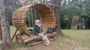 Foto: Hutan Pinus di Lereng Muria yang Cocok Buat Liburan di Kudus