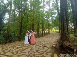 Asyik! Ada Wisata Baru di Kudus, Hutan Pinus Kajar di Lereng Muria