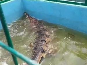 BKSDA Jambi Amankan Buaya Senyulong Sepanjang 4 Meter yang Dipelihara Warga