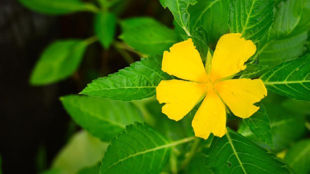Ilustrasi Turnera ulmifolia atau lidah kucing