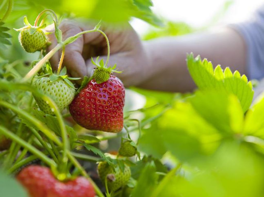 Ini Daftar Sayur dan Buah yang Paling Banyak Mengandung Pestisida