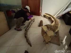 Rendahnya Imbalan untuk Penemu Fosil, Ada yang Hanya Rp 100 Ribu