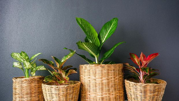 Aglaonema  or Chinese Erergreen in wicker baskets
