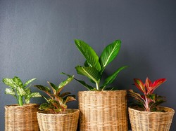 Manfaat Tanaman Aglaonema atau Sri Rezeki dan Cara Perawatannya