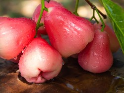 7 Manfaat Jambu Air untuk Kesehatan, Tingkatkan Imun hingga Cegah Sembelit