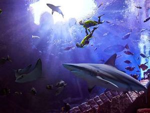 Nyeleneh Banget, RS Ini Bukan untuk Manusia, Tapi Ikan