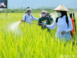 Bupati Ipuk Tegaskan Banyuwangi Tak Perlu Impor Beras Karena Selalu Surplus