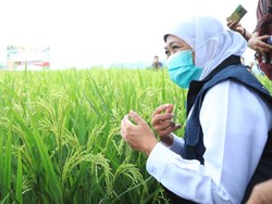 Gubernur Khofifah Sebut Jatim Tak Perlu Beras Impor Karena Stok Surplus