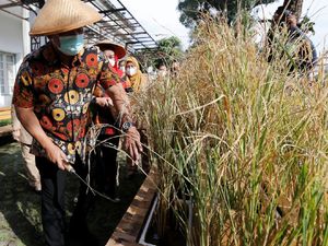 Cara Walkot Hendi Contohkan Urban Farming Lewat Panen Padi di Kantor