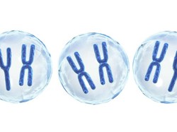 Kenapa Rasio Jenis Kelamin pada Manusia Tetap Stabil 1:1? Ini Penjelasannya