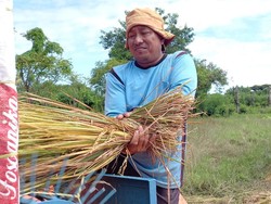 Petani Tolak Keras Impor Beras