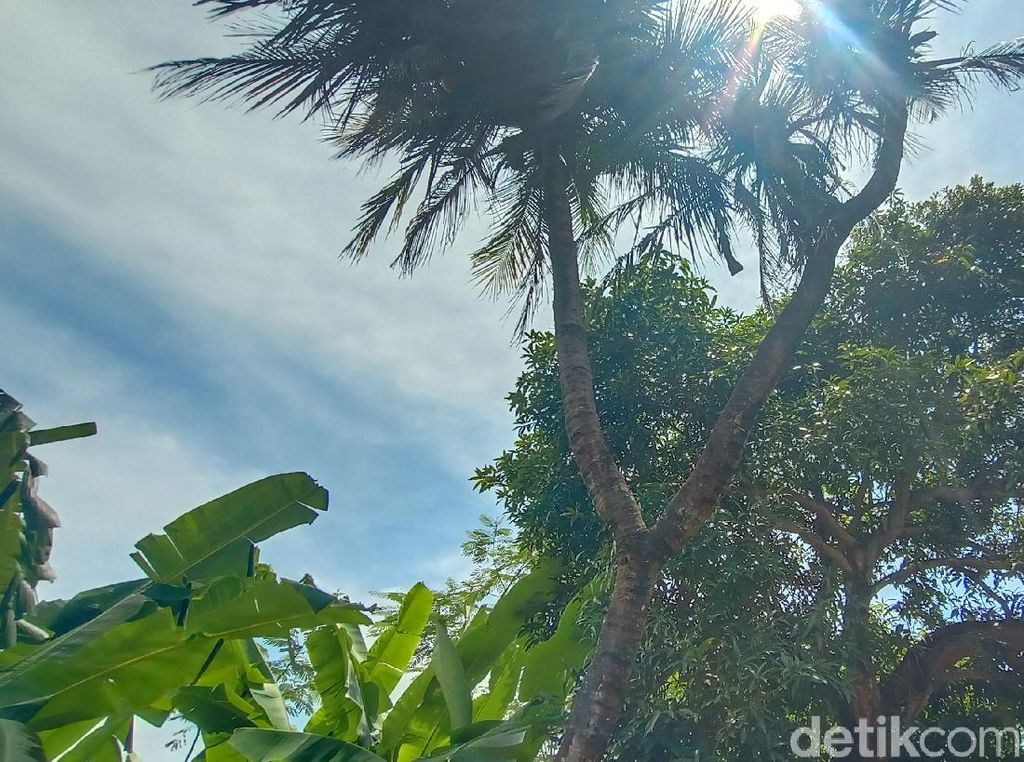 Pohon Kelapa Bercabang 9 di Jepara Konon Pernah Ditawar Puluhan Juta