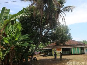 Ada Pohon Kelapa Bercabang 9 di Jepara, Dipercaya Bisa Obati Korban Santet