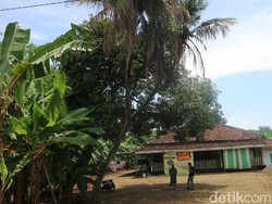 Ada Pohon Kelapa Bercabang 9 di Jepara, Dipercaya Bisa Obati Korban Santet
