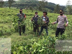 1.500 Pohon Teh Milik PTPN Ditebang Oknum Warga Garut, Polisi Turun Tangan