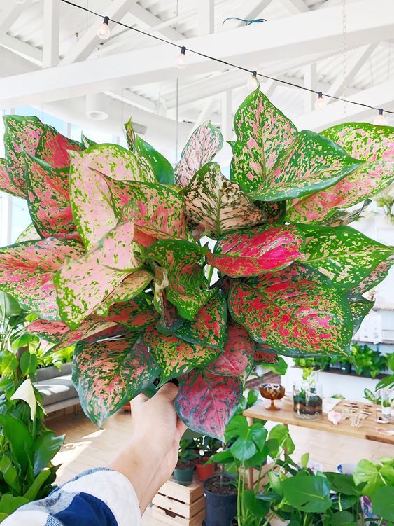 Aglaonema