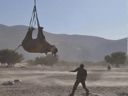 Badak Terbang Terbalik, Cara Angkut Terbaik?