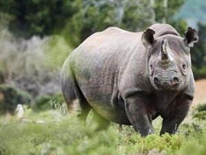 Gila! Peternak Badak Afrika Ngemis Izin untuk Legalkan Jual Cula