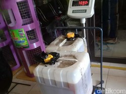 Minyak Jelantah Bisa Ditabung Jadi Uang di Bank Sampah Ciamis