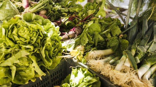 Berbagai jenis sayuran hijau.