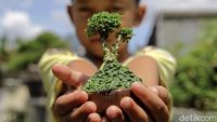 Budidaya Bonsai Mini Raup Cuan Puluhan Juta Lho