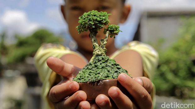 Seorang warga Kampung Bali, Jakarta Pusat, merintis budidaya tanaman bonsai mini. Tak main-main, cuan yang dihasilkan mencapai puluhan juta lho. Penasaran?