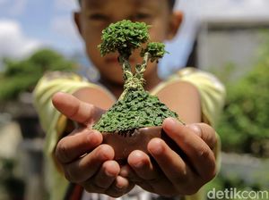 Budidaya Bonsai Mini Raup Cuan Puluhan Juta Lho