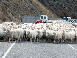 Potret Negara yang Kebanyakan Domba
