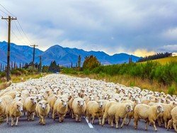 Mbeeek.. Negara Ini Punya Lebih Banyak Domba dari Manusia