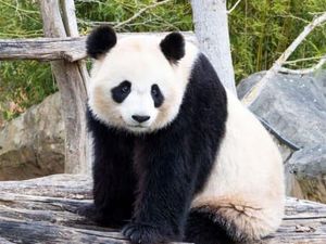Penting! 2 Panda Raksasa Ini Mau Kawin Berkali-kali Penting! 2 Panda Raksasa Ini Mau Kawin Berkali-kali