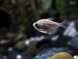 Ada Ikan Kaca dari Papua, Sudah Tahu Belum?