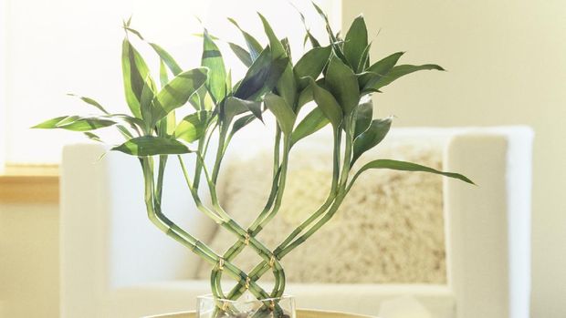 Window light shining on lucky bamboo houseplant in comfortable, modern living room. Fresh, bright, natural, contemporary home interior decor details.