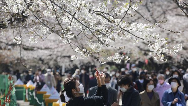 Terpukau Indahnya Sakura Saat Bermekaran di Tokyo