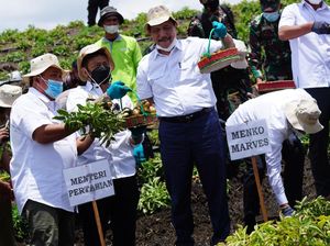 Pupuk Eceng Gondok Danau Toba Bakal Dipakai buat Food Estate Pupuk Eceng Gondok Danau Toba Bakal Dipakai buat Food Estate