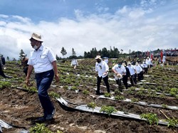 Hasil Food Estate Humbahas Memuaskan, Luhut Minta Lahan Diperluas