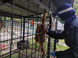Tanda Tanya Pemilik Orang Utan Kala Petugas Dilempari saat akan Menyita