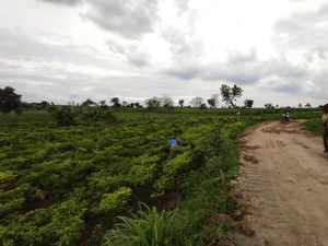 Petani di Mojokerto Kompak Jaga Kebun Cabai 24 Jam Gegara Harga Meroket