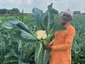 Revitalisasi Dasar Sungai, Petani India Berhasil Tingkatkan Panen